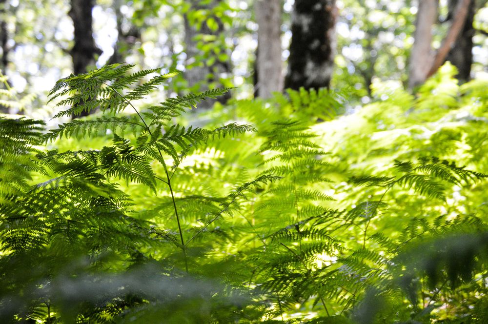 Утренний свет