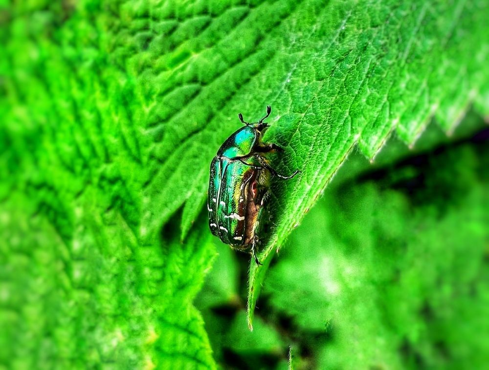 Photograph by Юлия Коробкова