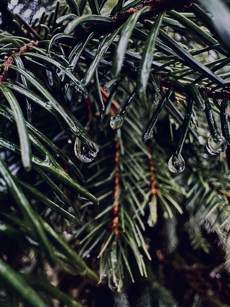 Photograph by Диана Бадеева