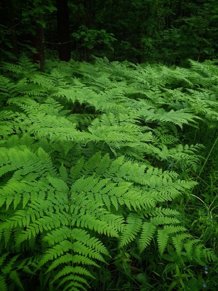 Фотография автора Ирина Дроздова