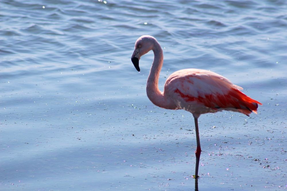 Phoenicopterus