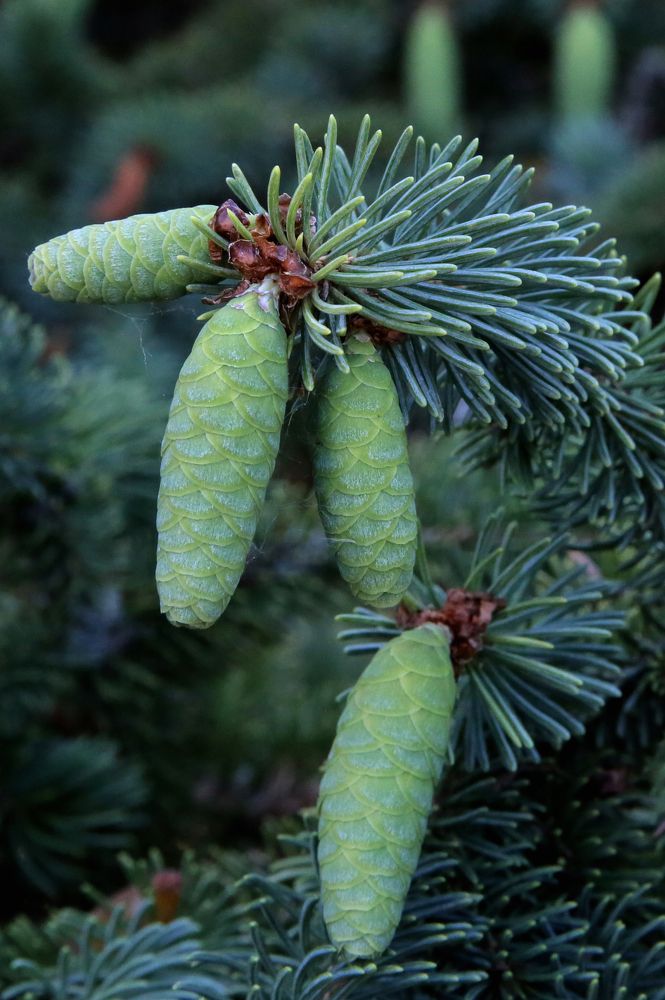 Фотография автора Николай Семенец
