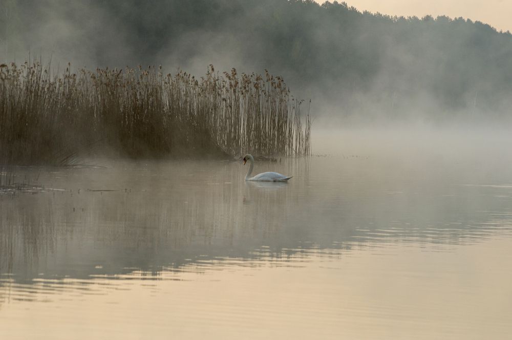 Photograph by Елена Кошелева