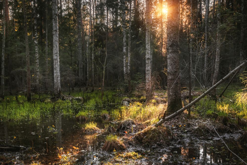 Photograph by Соколова Елена