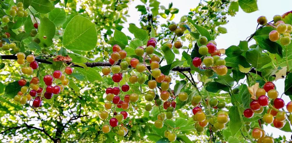 Photograph by Лариса Неудачина