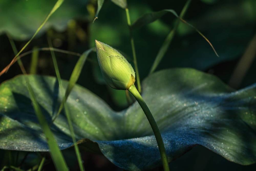 Фотография автора Галина Шепелева
