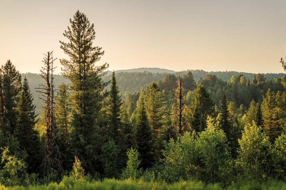 Зеленое море тайги.