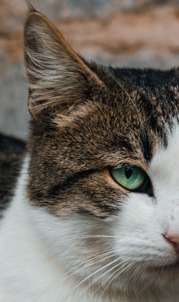 Фотография автора Vasilhs kolios