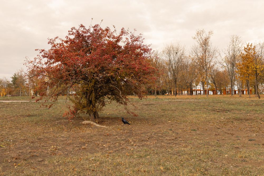 Photograph by Альфия Кривошеева