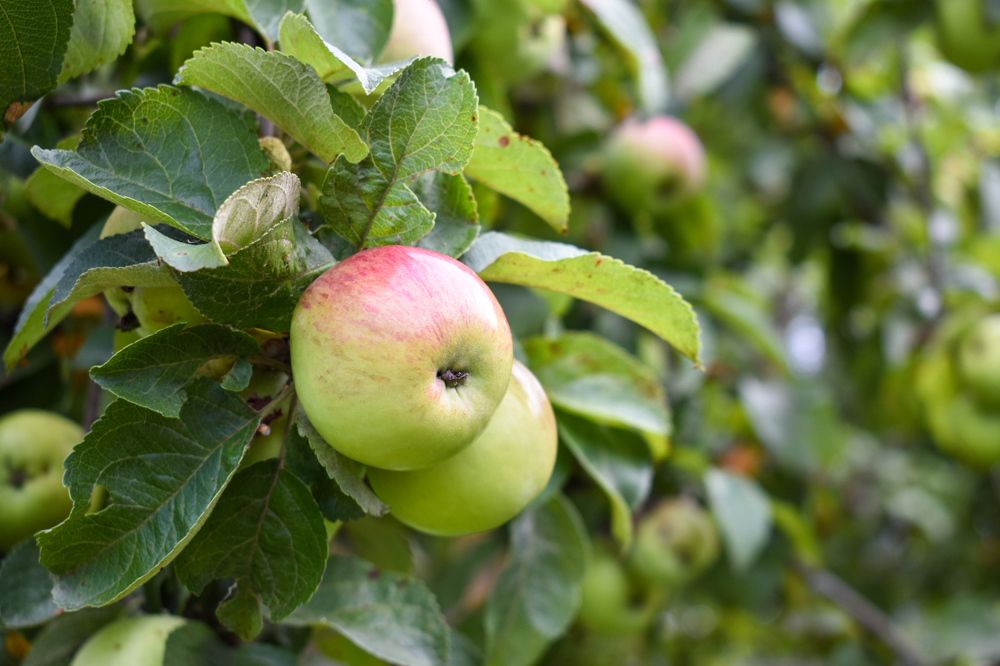 Photograph by Лариса Толкачёва