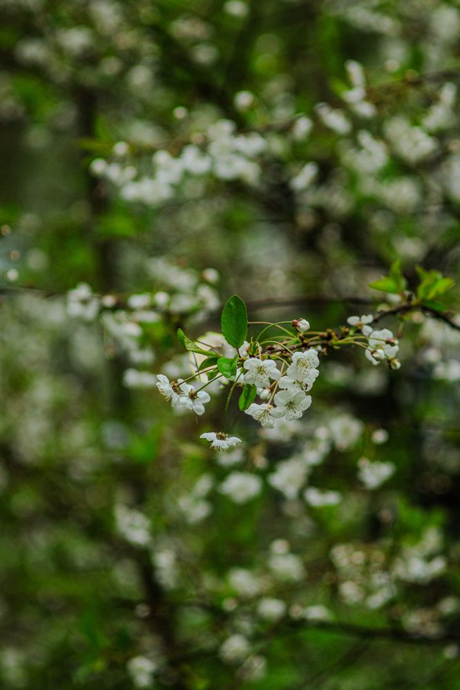 Photograph by Елена Квасова