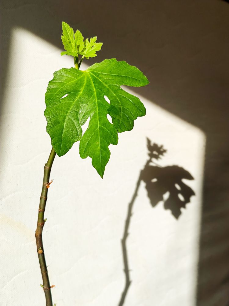 Фотография автора Ольга Маслова