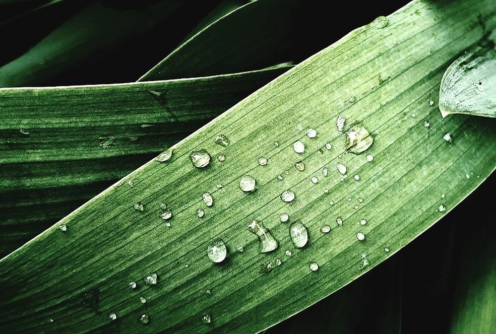 Photograph by Olga Александрова