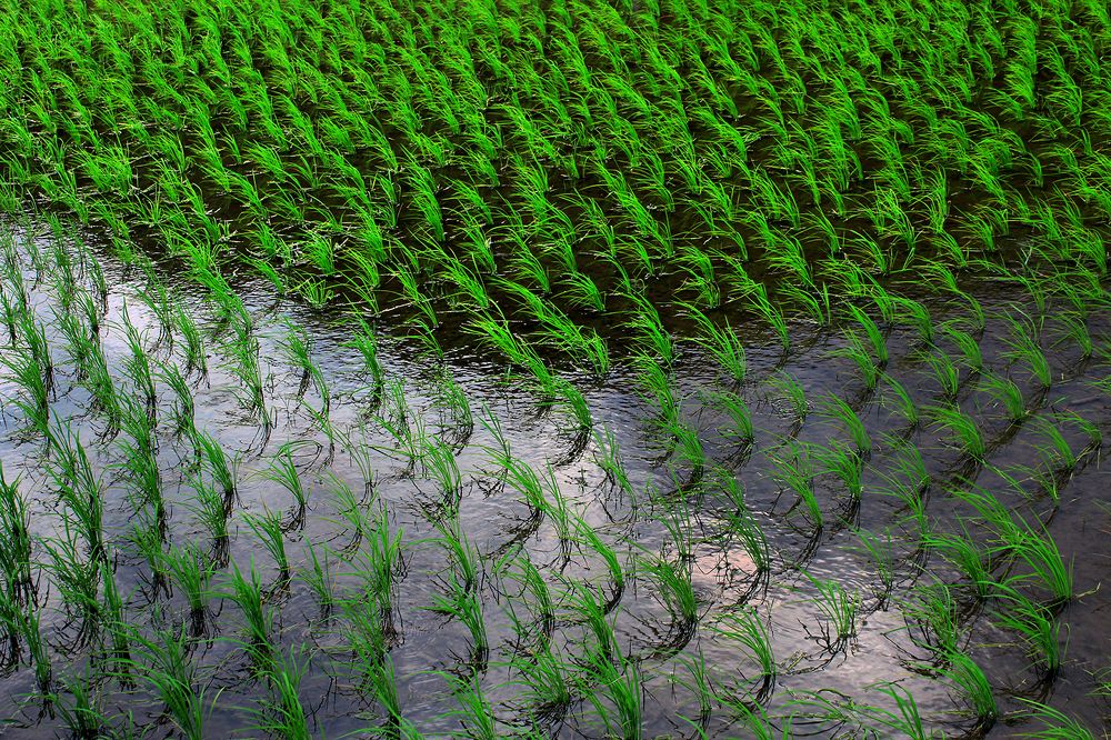 Photograph by hasan sorena jouri