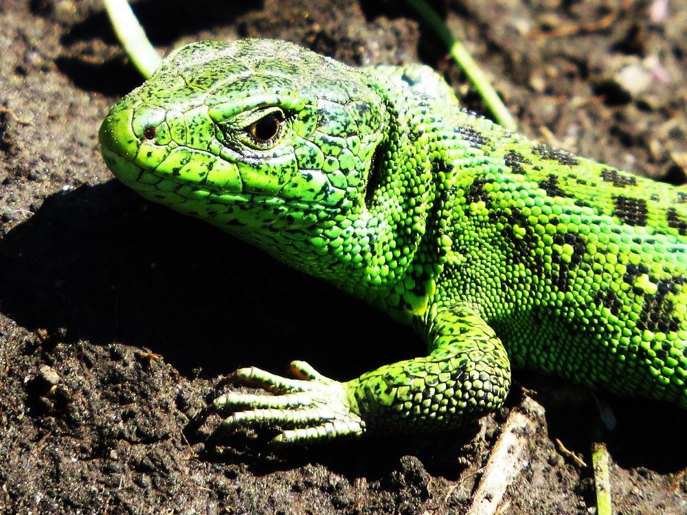 Photograph by Лариса Басова