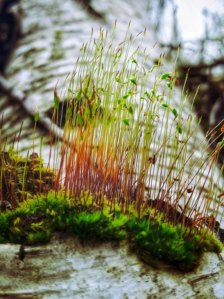 Photograph by Марина Мальцева