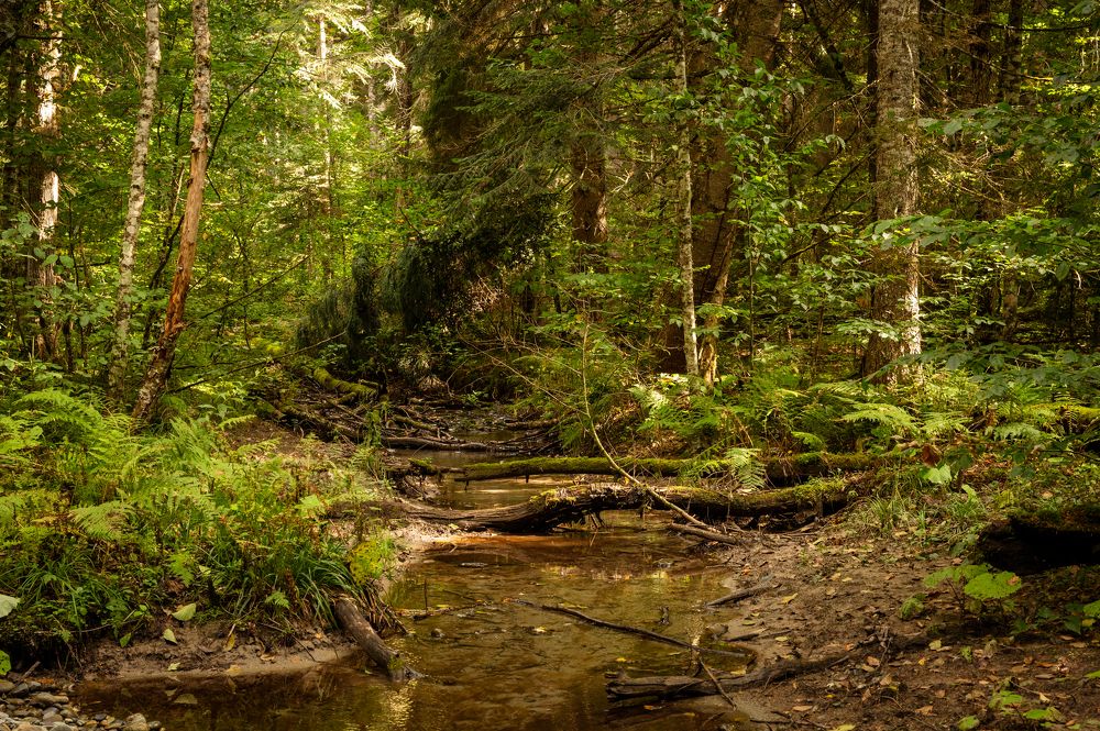 Photograph by Iva Ajva