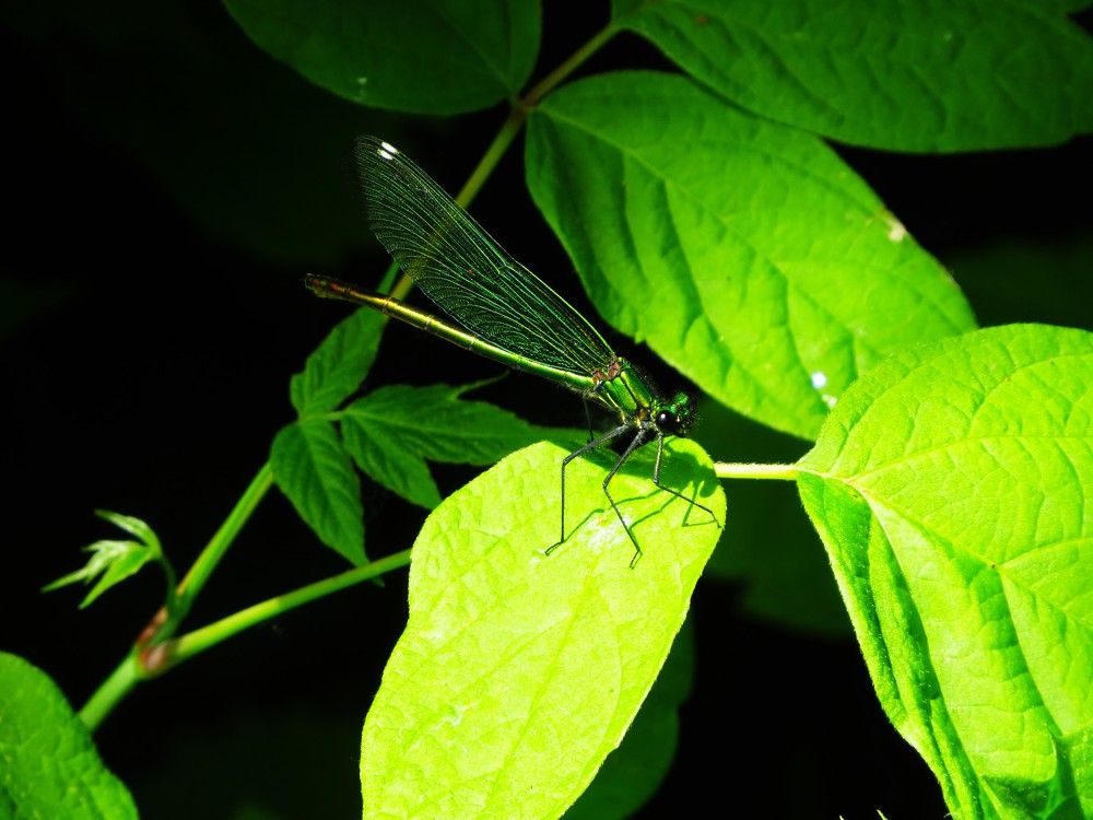 Photograph by Лариса Басова