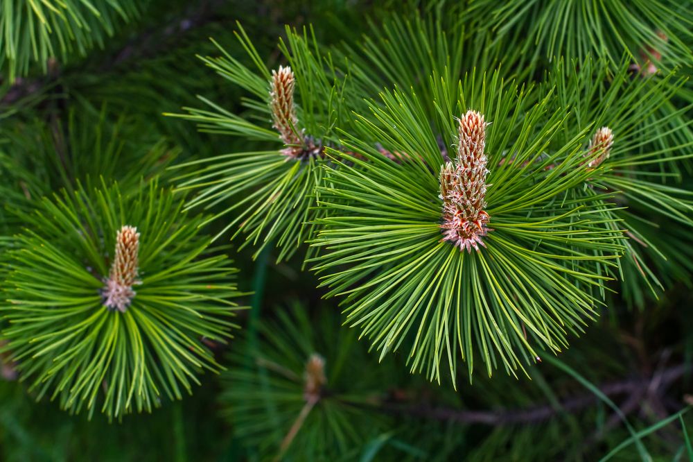 Photograph by Елена