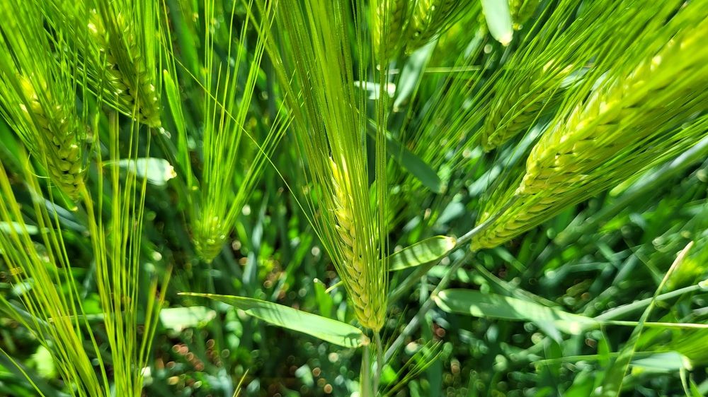 Photograph by Метушова Анна