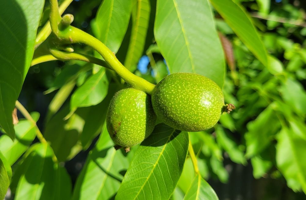 Photograph by Метушова Анна