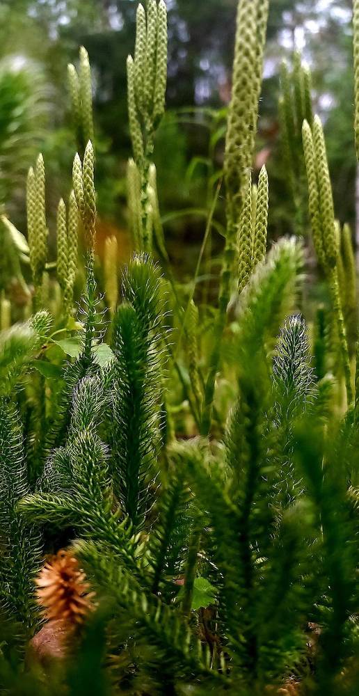 Photograph by Елена Дарьенко