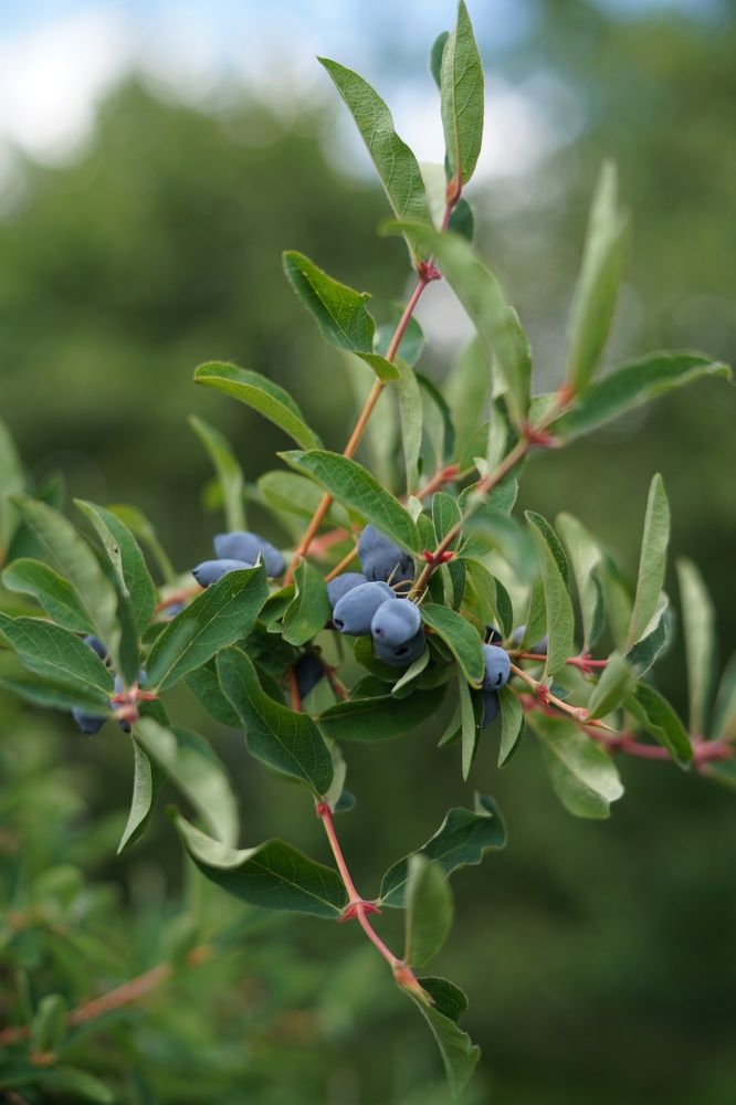 Photograph by Анастасия Позинич