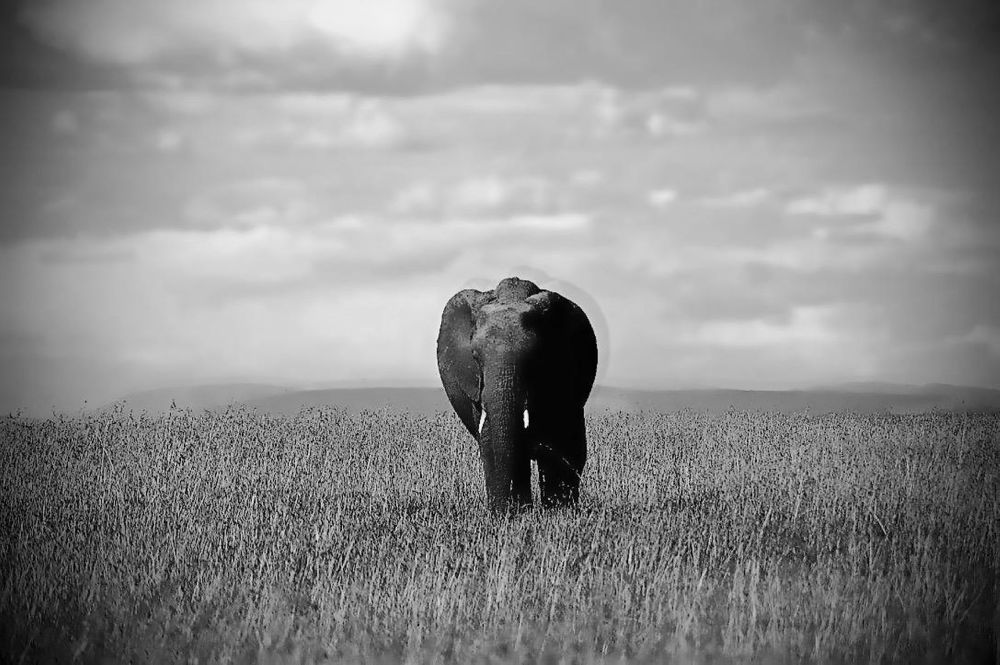 Photograph by Dipanjan Ray