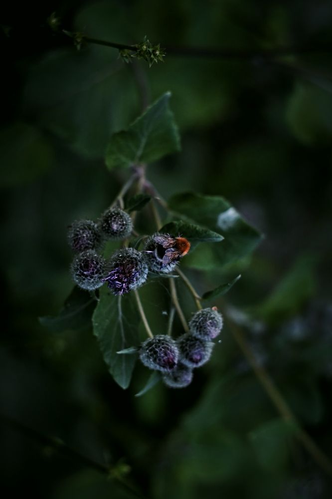 Фотография автора Olga Shchetinina