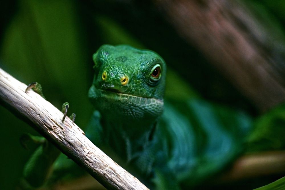 Фотография автора Olga Shchetinina