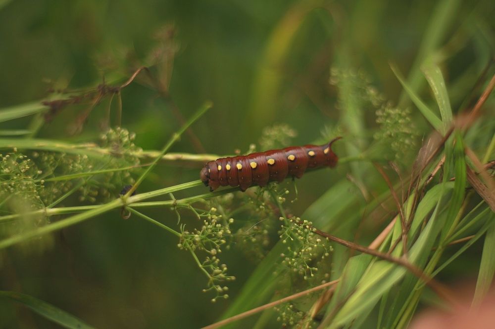 Photograph by Эльза Юнусова