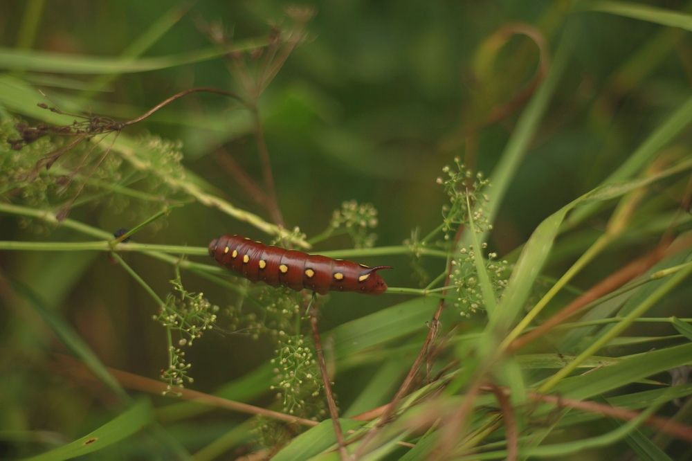 Photograph by Эльза Юнусова