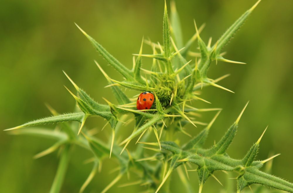 Фотография автора Сергей Кульков