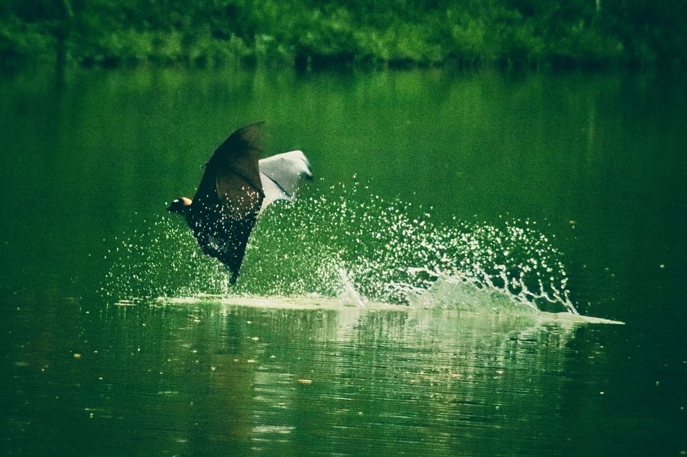 Фотография автора Washiful Majid