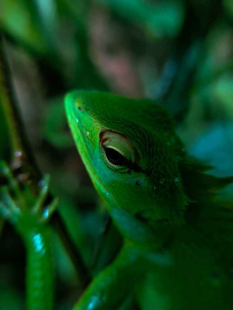 Фотография автора Umesha Madhushan