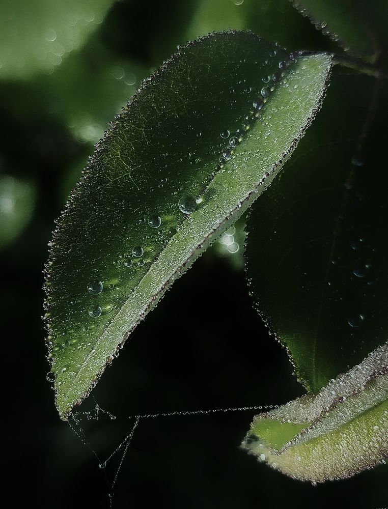 Photograph by Ольга Мартьянова