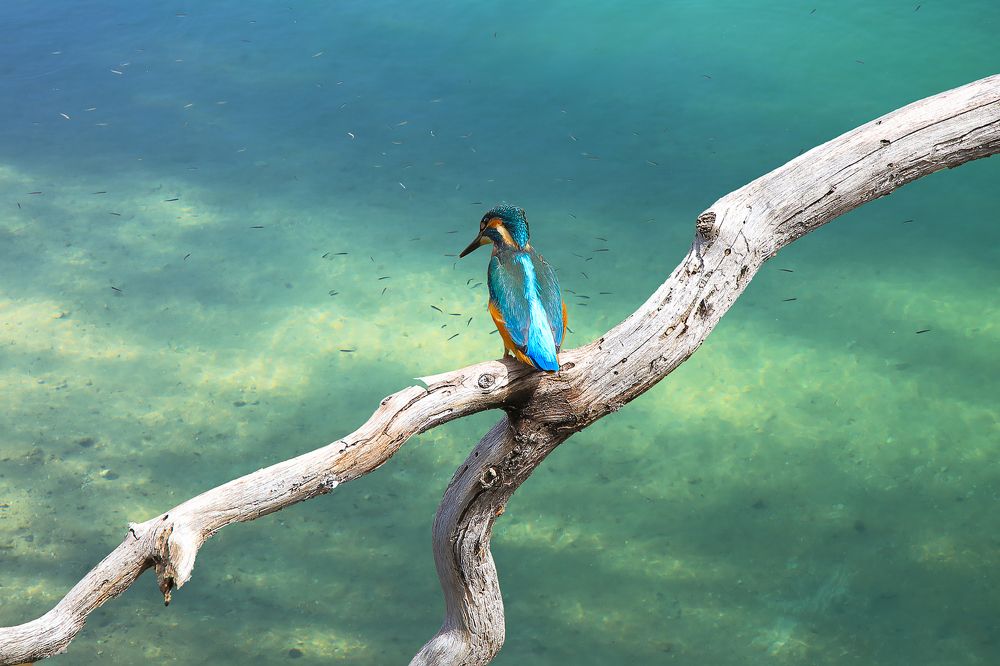 Одинокий рыбак.