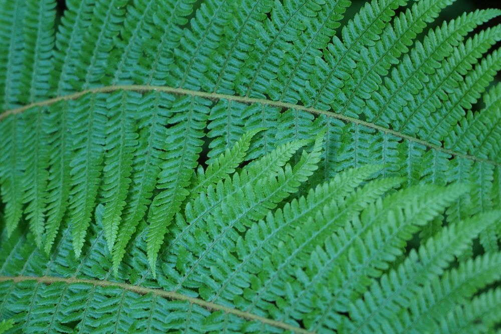 Фотография автора Liudmila Kiermeier