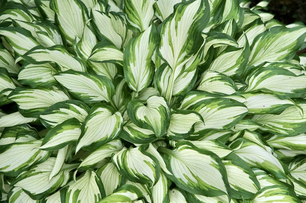 Фотография автора Liudmila Kiermeier