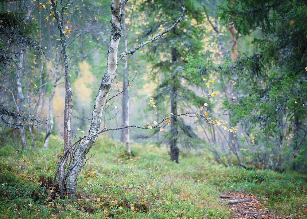 Фотография автора Ольга Белоусова