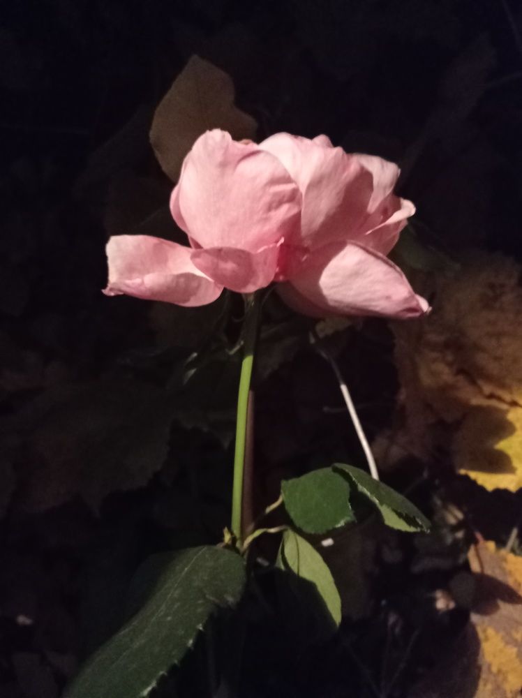 Photograph by Ирина Марченко