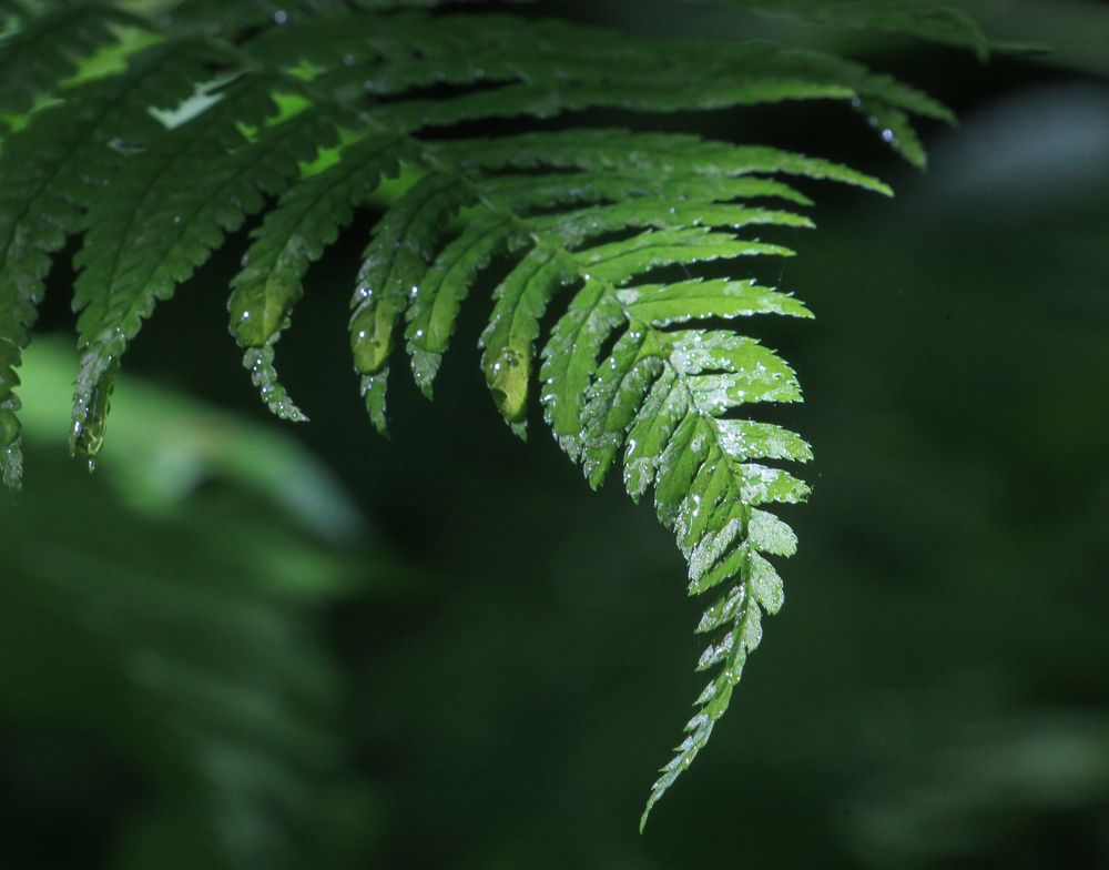 Фотография автора Татьяна Сергиенко