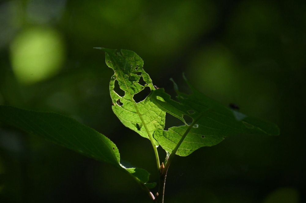 Фотография автора IRINA FILIPPOVA