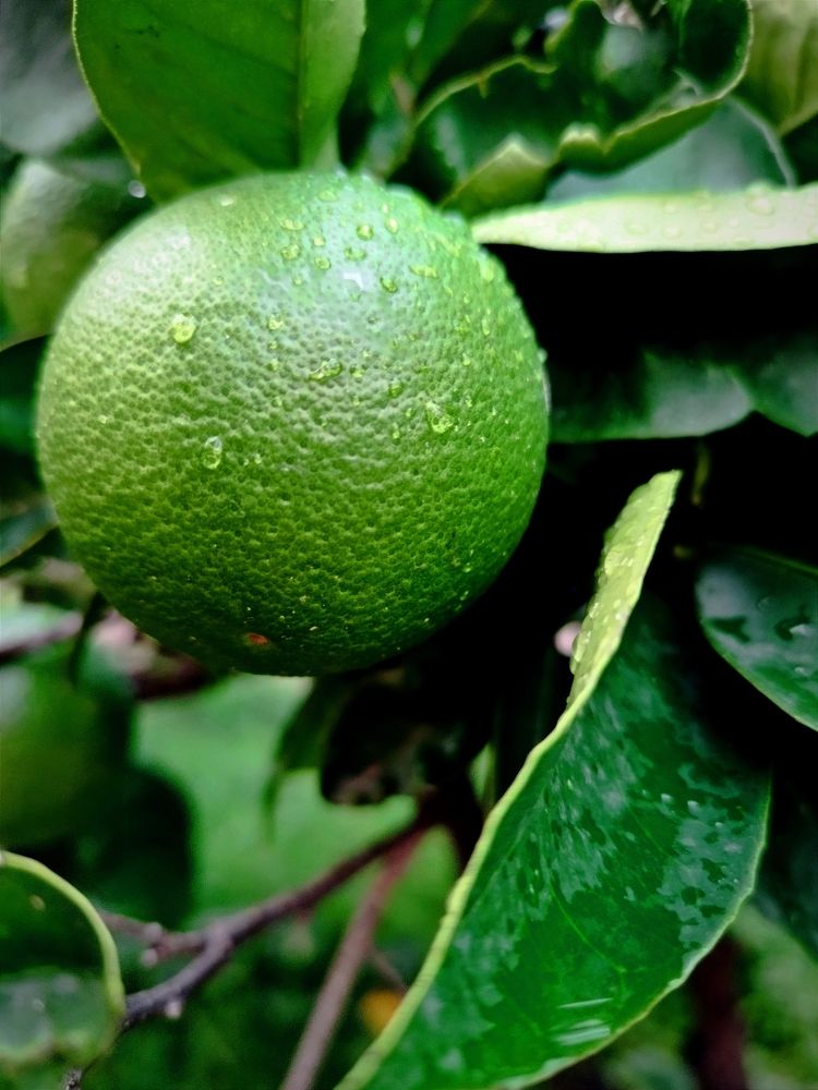 Фотография автора JELENA VASIC