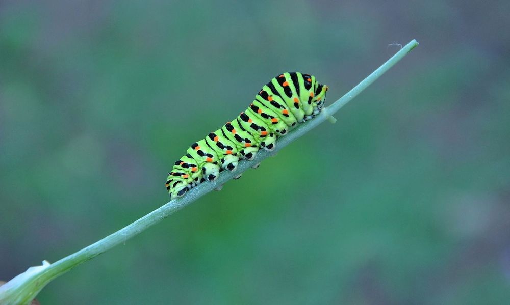 Photograph by Олег Радионов