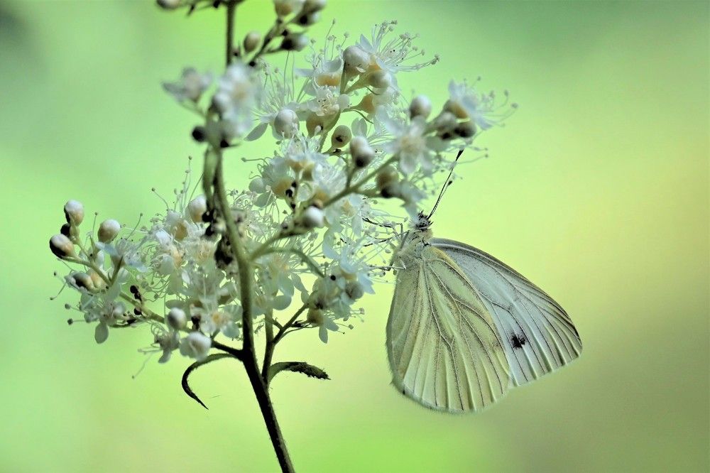 Фотография автора IRINA FILIPPOVA