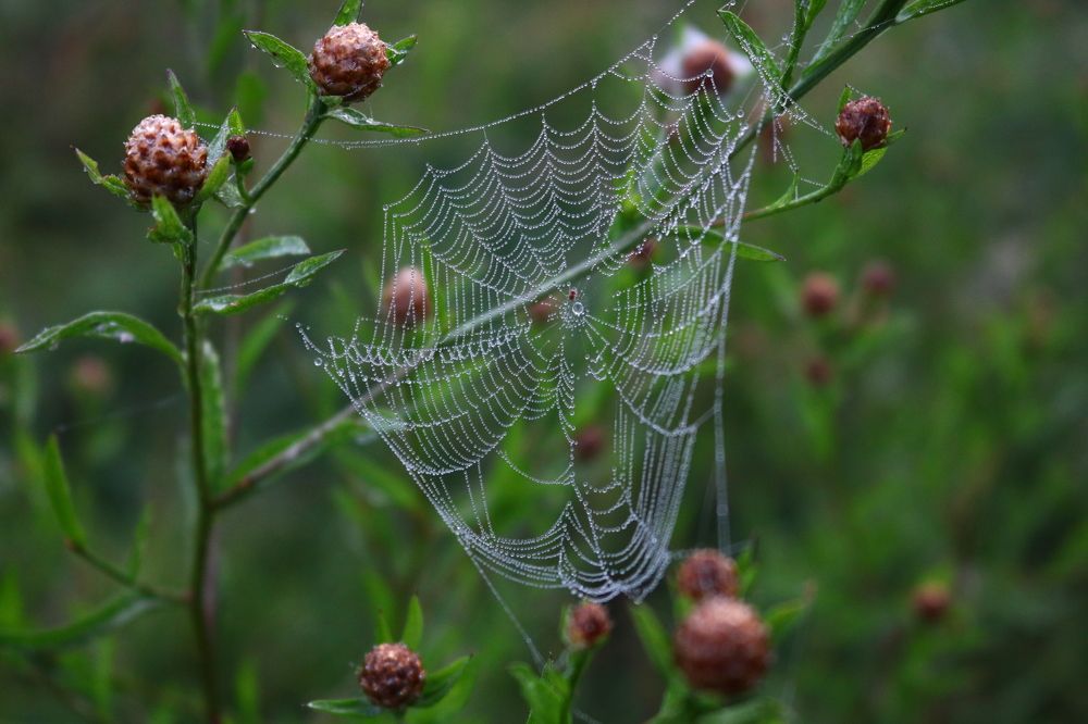 Photograph by Светлана Шуткова