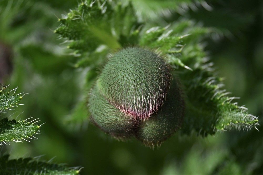 Фотография автора IRINA FILIPPOVA