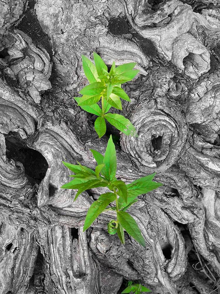 Photograph by Смирнов Алексей