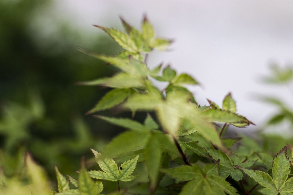 Photograph by Anna Gancheva